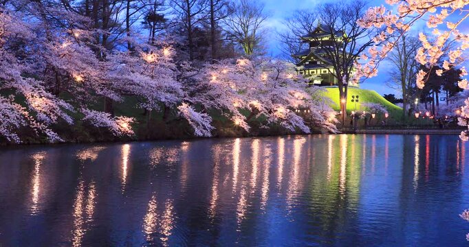 高田公園の夜桜