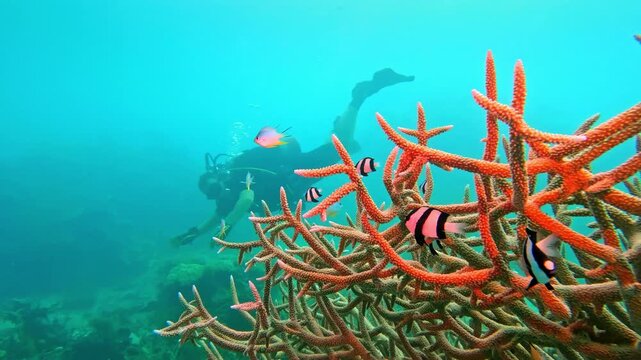 Scuba diver swimming past vibrant branching coral formations and colorful tropical fish, discovering the rich marine biodiversity of the Rainbow Reef in Fiji islands