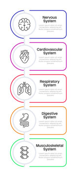 Human organ systems overview infographic 5 steps. Internal body systems. Essential human body functions. Vector illustration template with thin line icons. Data visualization with outline graphics