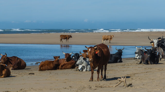 Nguni Cattle on a Beach in South Africa