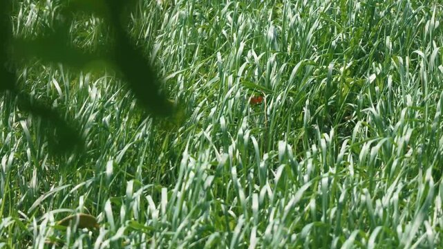 Bright sunlight and green grass swaying in the breeze