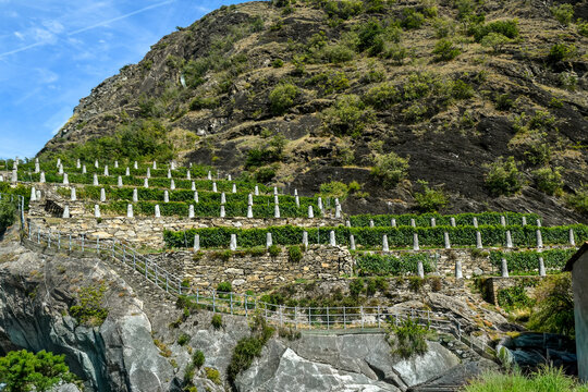 Scenic landscape of terraced vineyards on steep rocky mountainside under a blue sky, traditional heroic viticulture fields, Donnas, Aosta Valley, Italy