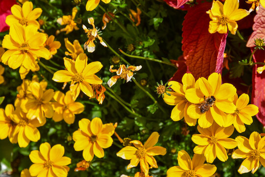 Vibrant yellow bidens ferulifolia flowers in a garden landscape with a honey bee foraging on blooms under bright sunlight, Courmayeur, Aosta Valley, Italy