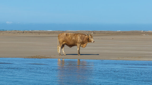 Nguni Cattle on a Beach in South Africa