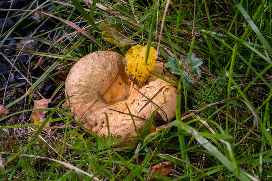 Lactarius tesquorum mushroom growing in green grass with yellow autumn leaf on cap. Wild edible fungus in natural forest habitat. Foraging season and mycology discovery concept