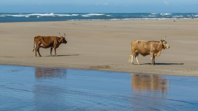 Nguni Cattle on a Beach in South Africa