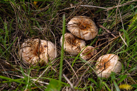 Group of Lactarius tesquorum mushrooms growing in green grass. Whole family of wild edible milkcap fungus in natural meadow habitat. Autumn foraging and mycology harvest concept