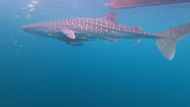 Whale Shark Spotted Belly Closeup with Yellow Fish, Indonesia
