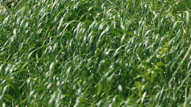 Bright sunlight and green grass swaying in the breeze