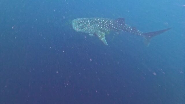Whale Shark Gliding Past Camera Underwater in Slow Motion, Indonesia