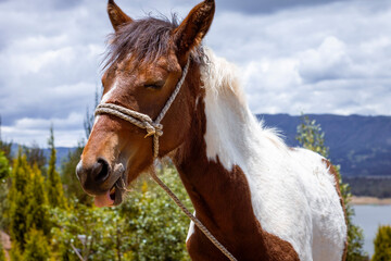 Guatavita, Colombia – Sep 13, 2023: Pinto pony making a playful expression in countryside © Marzio
