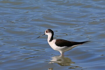 Fototapeta premium A beautiful water bird, the stilt wader, with long, thin pink legs, standing in calm water with gentle ripples and beautiful reflections. Elegant wildlife in a natural setting, photographed on a sunny