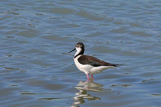 A beautiful water bird, the stilt wader, with long, thin pink legs, standing in calm water with gentle ripples and beautiful reflections. Elegant wildlife in a natural setting, photographed on a sunny