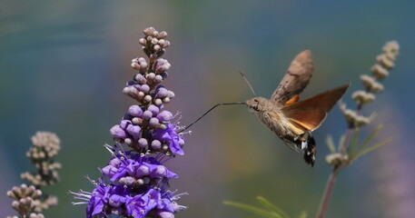 Naklejka premium Hummingbird hawk-moth in flight on violet flower, Macroglossum stellatarum 
