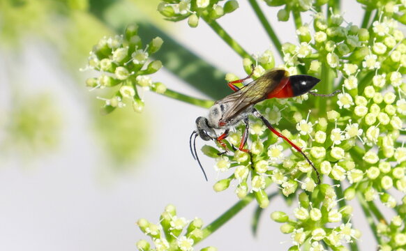 European spider wasp on flower background, Cryptocheilus alternatus, Pompilidae