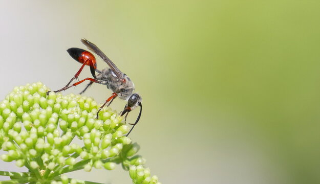 European spider wasp on flower background, Cryptocheilus alternatus, Pompilidae