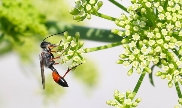 European spider wasp on flower background, Cryptocheilus alternatus, Pompilidae