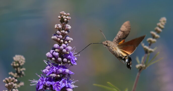 Hummingbird hawk-moth in flight on violet flower, Macroglossum stellatarum 
