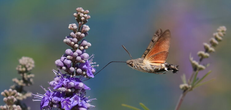 Hummingbird hawk-moth in flight on violet flower, Macroglossum stellatarum 