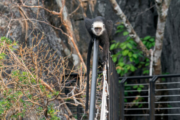 A Laotian Langur - Trachypithecus laotum on a railing in Laos, Asia. © Rob