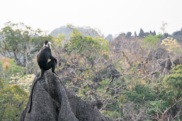 A Laotian Langur sits on a karst mountain in Laos, Asia. © Rob