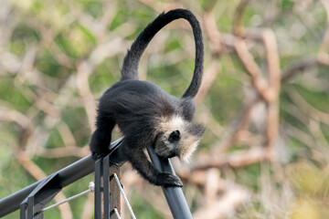 A Laotian Langur - Trachypithecus laotum on a railing in Laos, Asia. © Rob