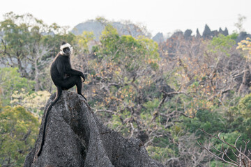 A Laotian Langur sits on a rock in the karst mountains in Laos, Asia. © Rob