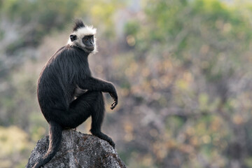 A dreaming Laotian Langur sits on a rock in the karst mountains in Laos, Asia. © Rob