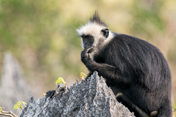 A side view of aLaotian Langur - Trachypithecus laotum in Laos, Asia. © Rob