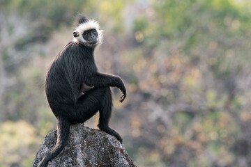 A dreaming Laotian Langur sits on a rock in the karst mountains in Laos, Asia. © Rob