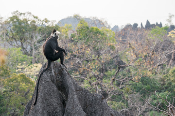 A Laotian Langur sits on a rock in the karst mountains in Laos, Asia. © Rob