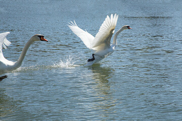 Two beautiful adult white mute swans are running dynamically on the blue river water surface on a bright sunny day. One elegant bird is captured in the center of the frame spreading its powerful white © Tatiana Selinger