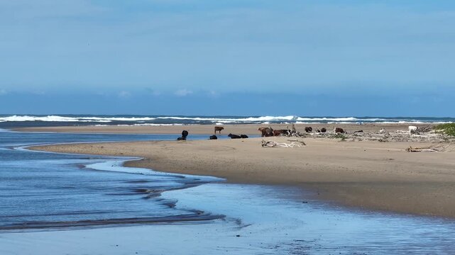 Nguni on the beach