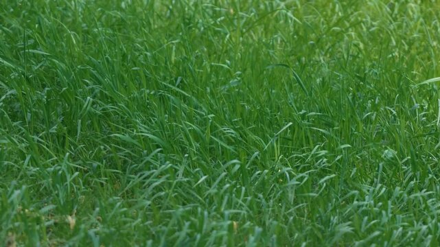 Bright sunlight and green grass swaying in the breeze