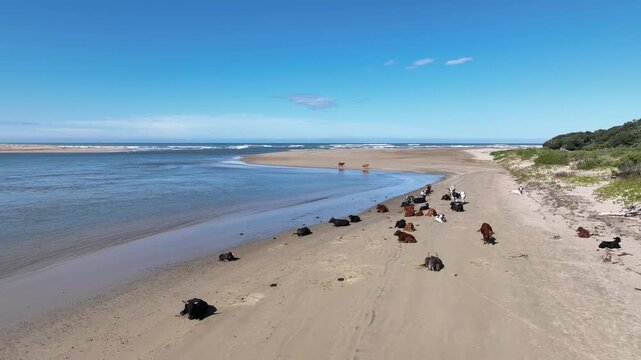 Nguni on the beach