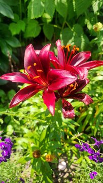 Beautiful ted lily 