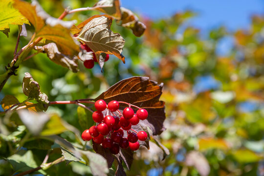 Close-up cluster of bright red viburnum berries on branch with green and brown autumn leaves against blue sky background