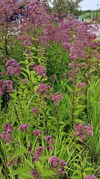 Panning shot of blooming pink Joe-Pye weed flowers in a modern park near the waterfront