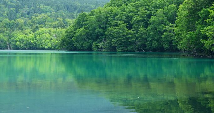 森の緑を映すオンネトーの湖面