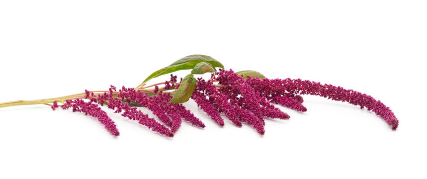 Red amaranth flower sprigs isolated on white background.