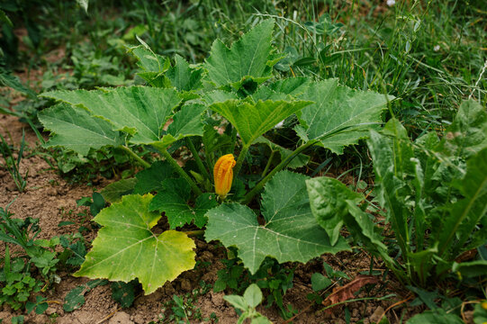 Zucchini plant with yellow blossom growing in a garden. Green zucchini leaves and a bright yellow flower growing in cultivated soil. Summer gardening and organic vegetable cultivation.