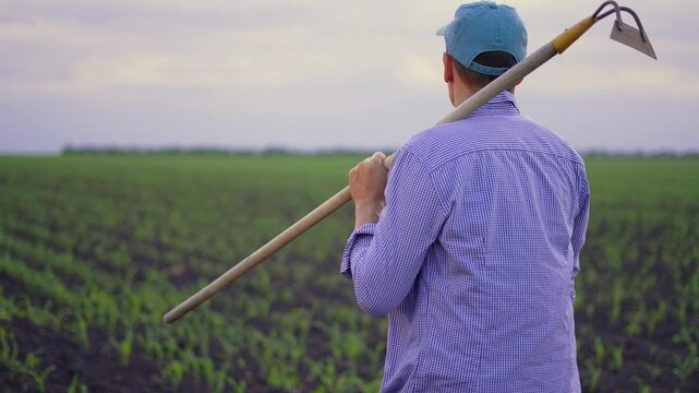Farmer stands in green corn field holding hoe on shoulder. Confident farmer looks over young crop rows at sunset. Man in cap works in agriculture field. Rural farmland stretches to horizon.