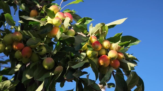 Fresh apples growing on a tree in an orchard on a clear summer day.