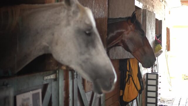 Gray horse peeking out of paddock in stable with yawning brown horse in the background while resting as a farm pet keeping and care concept