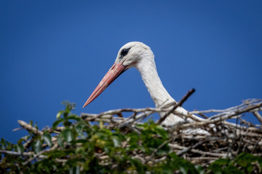 A White Stork sitting in its nest