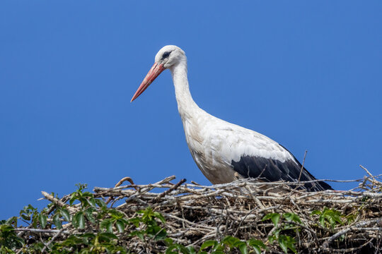 A White Stork sitting in its nest
