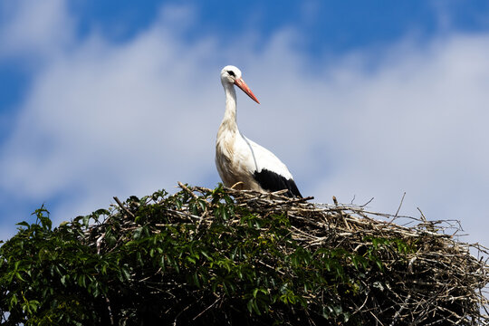 A White Stork sitting in its nest