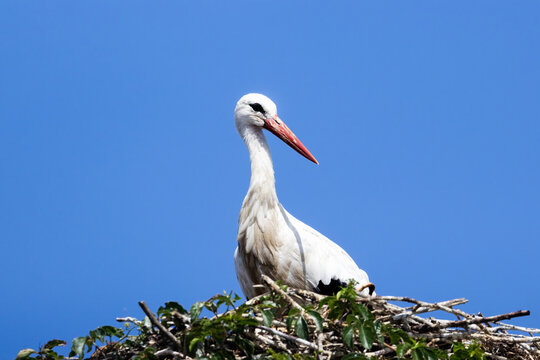 A White Stork sitting in its nest