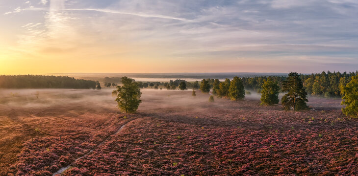 Wietzer Berg in der S&uuml;dheide mit Heidebl&uuml;te und Morgennebel