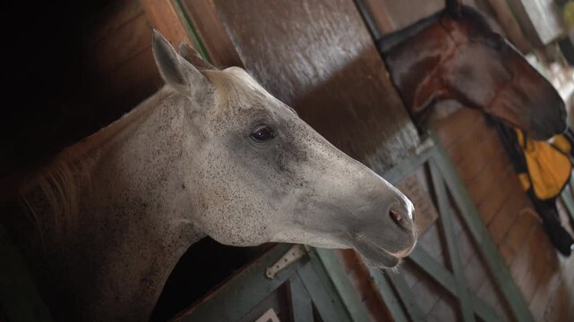 Portrait of a gray horse looking out of a paddock in a stable on a farm with a brown horse in the background